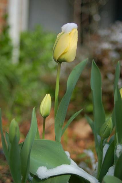 Daydream tulips