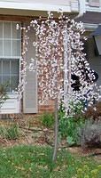 Our weeping cherry