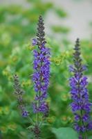 Salvia against Euphorbia