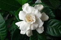 First Gardenia